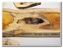 Large Board 22 ½" by 9 ¼" by 1" thick in Yew